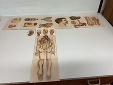 Alte lernkarten anatomie gebraucht kaufen  Rodewisch