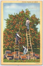 Cartão postal vintage de linho escolhendo laranjas em Florida Citrus Grove comprar usado Cartão postal vintage de linho escolhendo laranjas em Florida Citrus Grove comprar usado  Enviando para Brazil