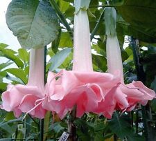 8000183 brugmansia engelstromp gebraucht kaufen  Reutlingen