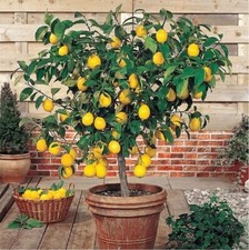 Live plants lemon for sale  Kennett Square