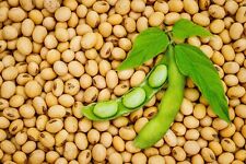 Soja orgânica proteína vegana soja glicina Max feijão integral leguminosas de soja comprar usado  Enviando para Brazil