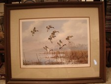 david maass for sale  Clearwater