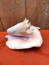 Grand coquillage strombus d'occasion  Bourg-en-Bresse