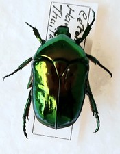 Metallic green fruit for sale  SLEAFORD