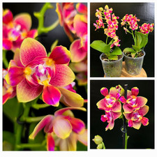Mini phalaenopsis miki for sale  NOTTINGHAM