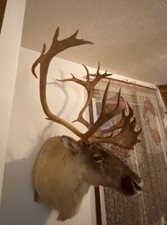 Point shoulder mount for sale  Mooresville