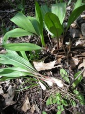 Tricoccum wild organicly for sale  Harrogate