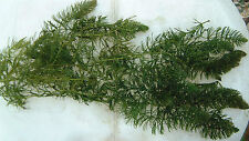 Weighted hornwort pond for sale  BUCKFASTLEIGH