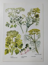 Wildflowers herbs fennel for sale  BIRKENHEAD