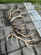 Geweihstangen abwurfstangen hi gebraucht kaufen  Nettersheim