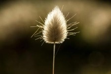 Bunny tails ornamental for sale  Russell