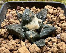 Ariocarpus suratus own usato  Valdastico
