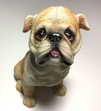 Cute bulldog pug for sale  Gold Beach
