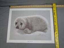 baby harp seal for sale  Waco