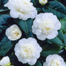Camellia nobilissima plant. for sale  LLANDYSUL