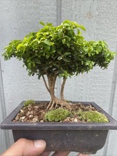 Kingsville boxwood pre for sale  York Haven