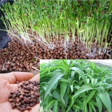 180 graines ipomoea d'occasion  Nice-