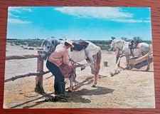 Chevaux camargue gardian d'occasion  Dombasle-sur-Meurthe