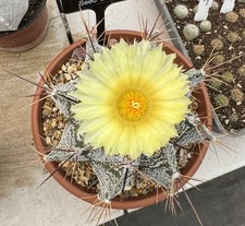 Astrophytum ornatum star for sale  CHERTSEY