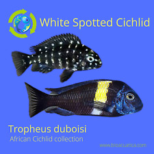 Tropheus duboisi 1.5 for sale  Wimauma