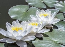 Tuber nymphaea odorata for sale  Hialeah