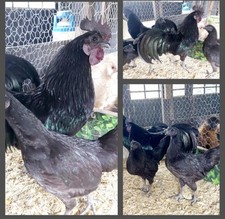 Ayam cemani hatching for sale  GILLINGHAM