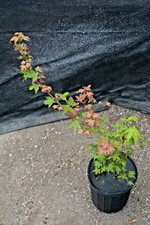 cherry bonsai for sale  Newport