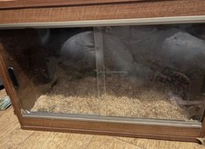 reptile tank for sale reptile tank for sale NEWTOWNARDS