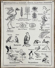 Ancienne affiche scolaire d'occasion  Lyon VII