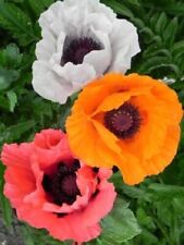 Sementes de flores de papoula mistura oriental POPPY FLOWER GARDEN comprar usado  Enviando para Brazil