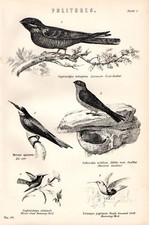 IMPRESSÃO 1880 ~ VOLITORES GOAT SUCKER BEIJA-FLOR ETC, usado comprar usado  Enviando para Brazil