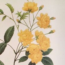 Redoute flowers rosier for sale  Sahuarita