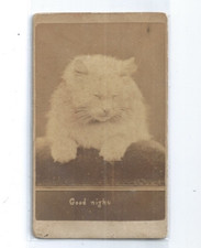 The brighton cats usato  Spedire a Italy