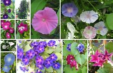 Prunk trichterwinde kunterbunt gebraucht kaufen  Erding