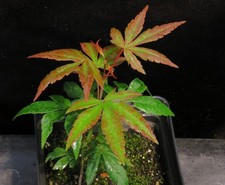 Seed grown acer for sale  Rochester