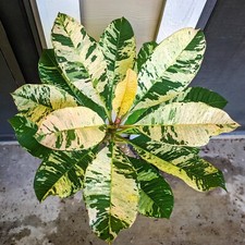 Red blooming variegated for sale  Mobile