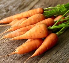 Carrot chantenay red for sale  DEWSBURY