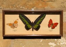 Antique butterfly display for sale  BISHOP AUCKLAND