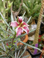 Semi adenium somalense usato  Trappeto