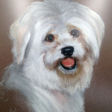 Bichon maltese dog for sale  Pewaukee