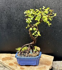 Large chinese elm for sale  Brentwood