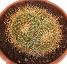 Mammillaria rhodantha at01 usato  Napoli