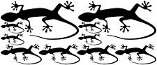 10x gecko salamander gebraucht kaufen  Bad Zwischenahn