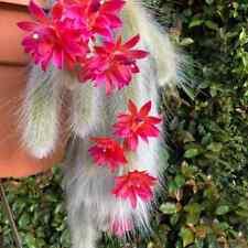 Hildewintera colademononis cac for sale  LONDON