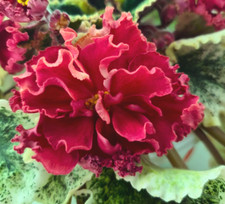 African violet leaves for sale  Spring