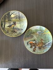 Plates northern shoveler for sale  Springfield