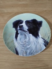 Border collie royal for sale  NOTTINGHAM