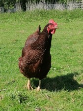 Rhode island red for sale  WREXHAM