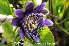 Passiflora blue moon d'occasion  Arzacq-Arraziguet