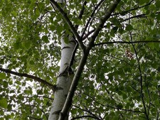 Large silver birch for sale Large silver birch for sale  KING'S LYNN